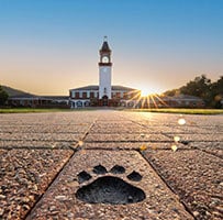 Campus image with paw in the brick and the library